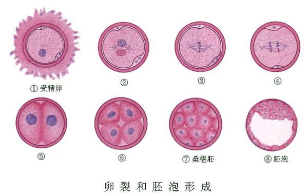 借卵试管婴儿的血型与父母都不同