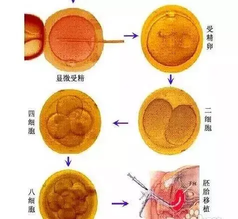 2024北京市罗湖区人民医院代怀中心成功率一览,附2024助孕成功率预估表