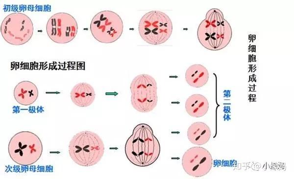 2024年北京代生孩子哪家公司好婴儿的全部费用大概是多少（价格已公布!）